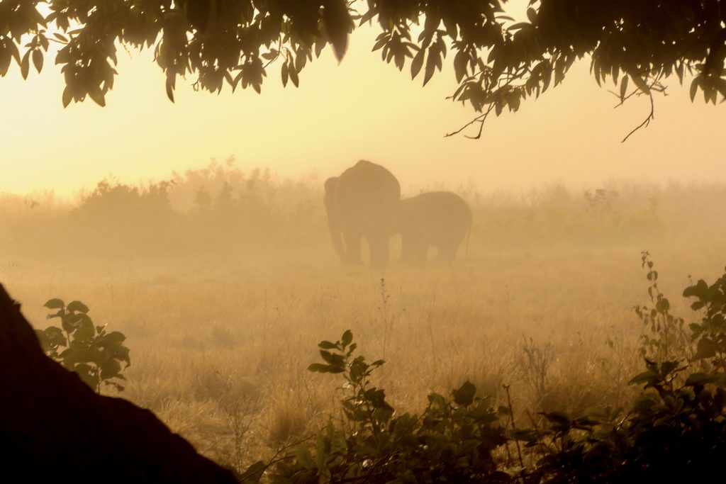 Jhirna elephant