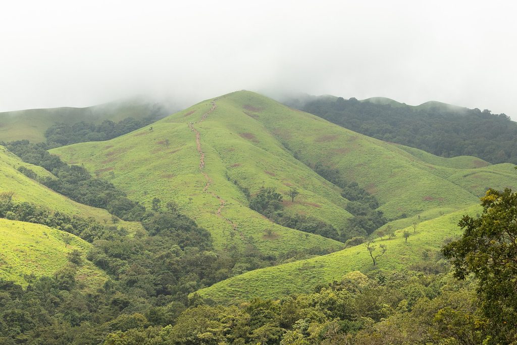 Grassland trail at Netravati Peak
