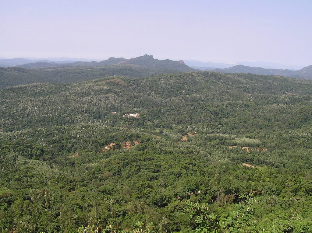 A landscape of shade coffee plantations