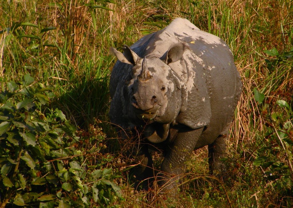 A one-horned rhinoceros in Kaziranga