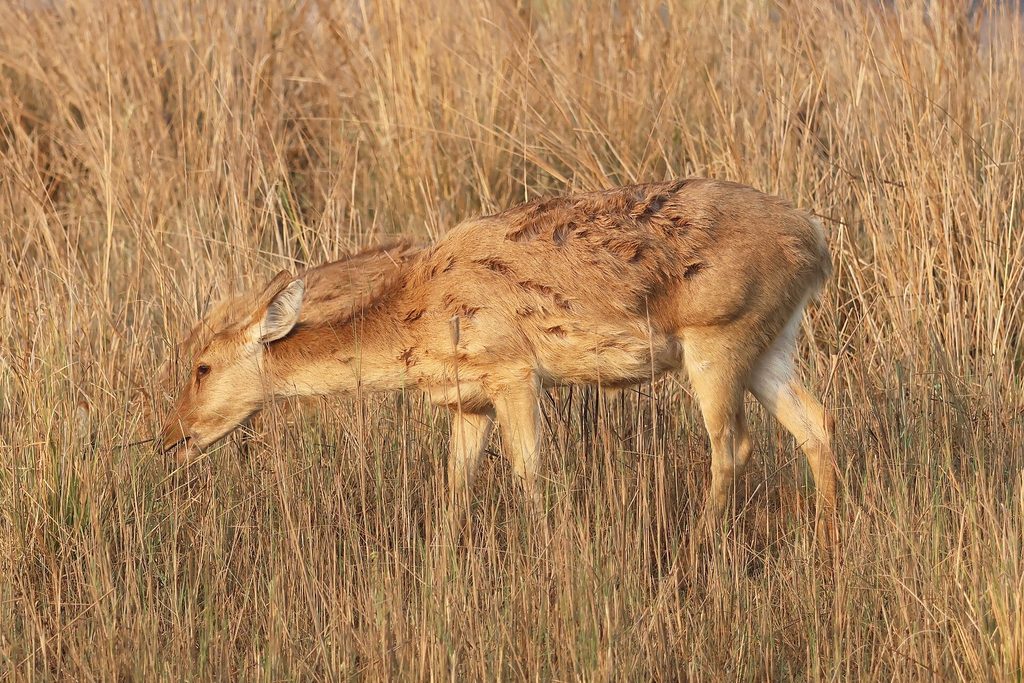 A barasingha in Kanha
