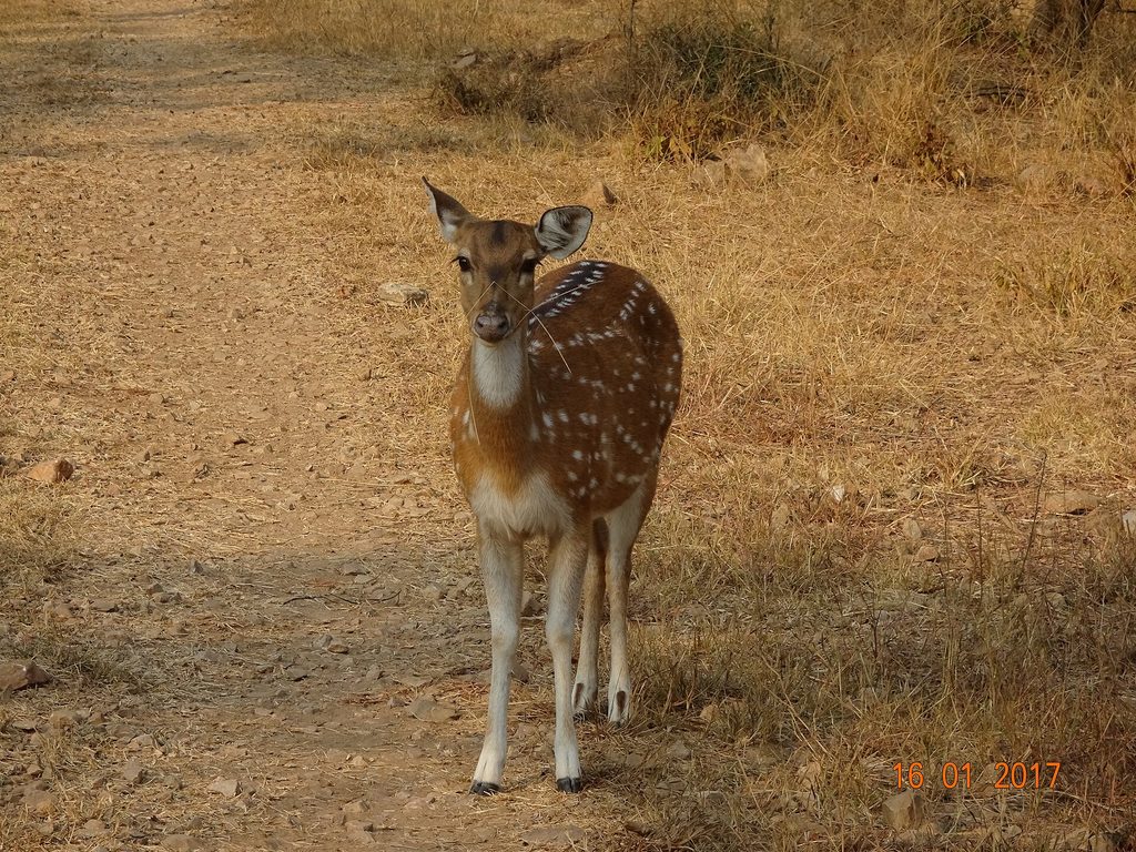 spotted deer at Sariska is a reminder that a forest drive has more to offer than one headline animal.