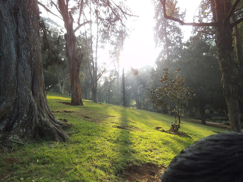 Sim’s Park