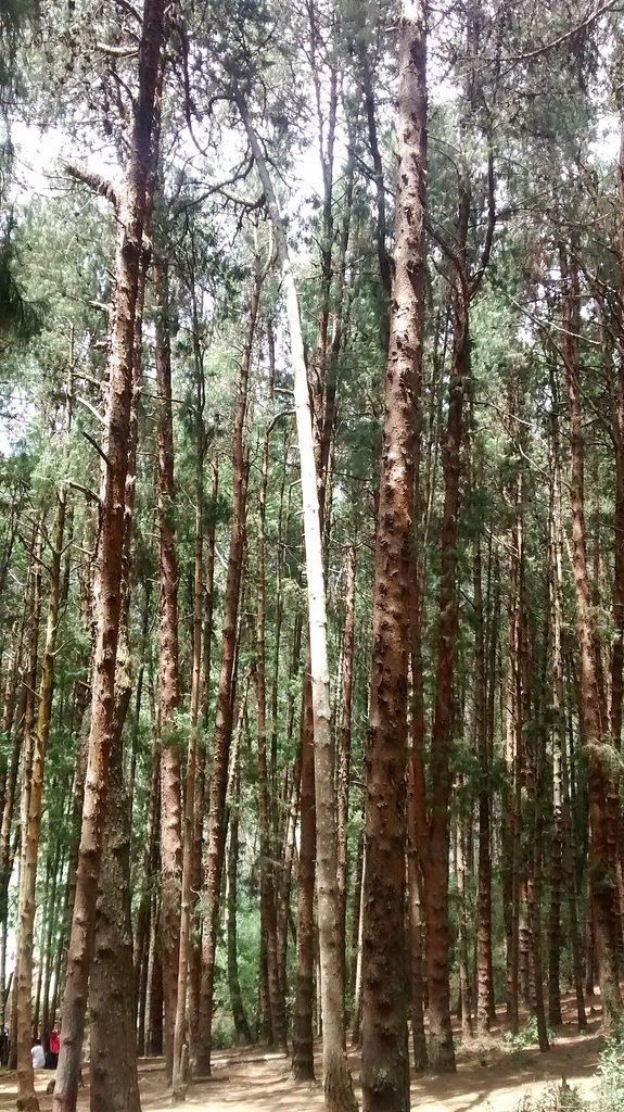 Pine Forest