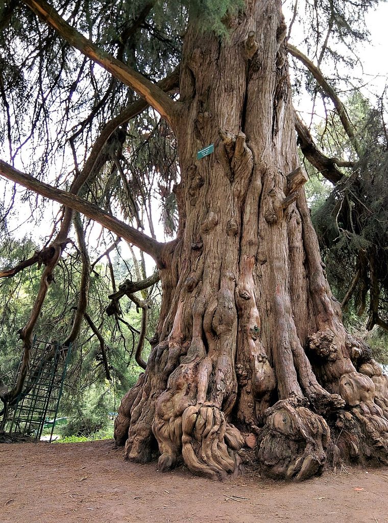 Government Botanical Garden