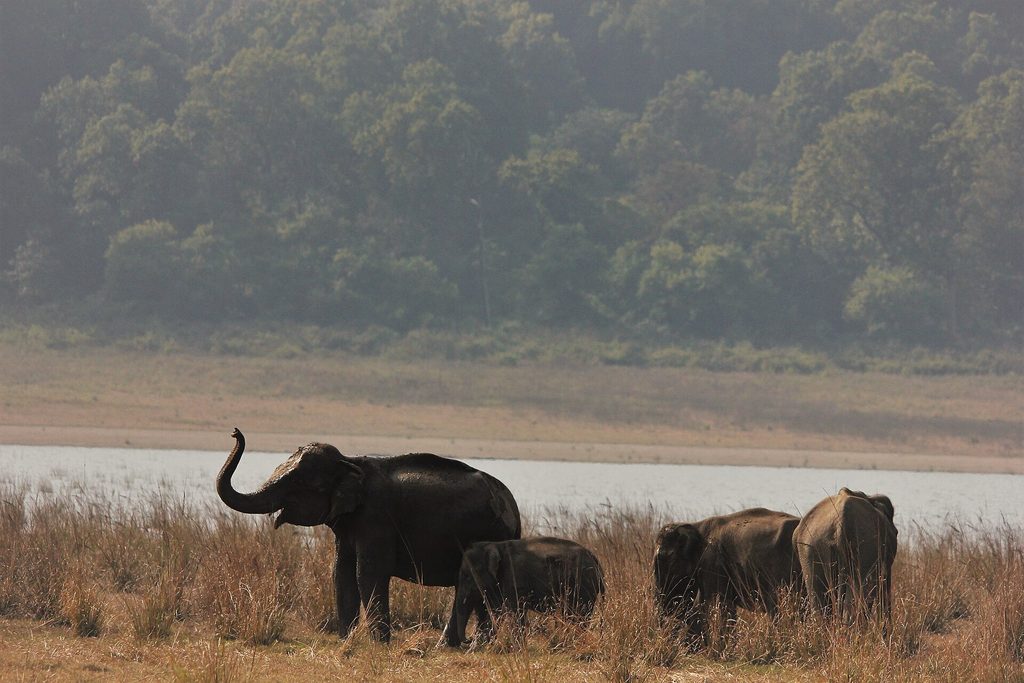 Elephants in the Dhikala area