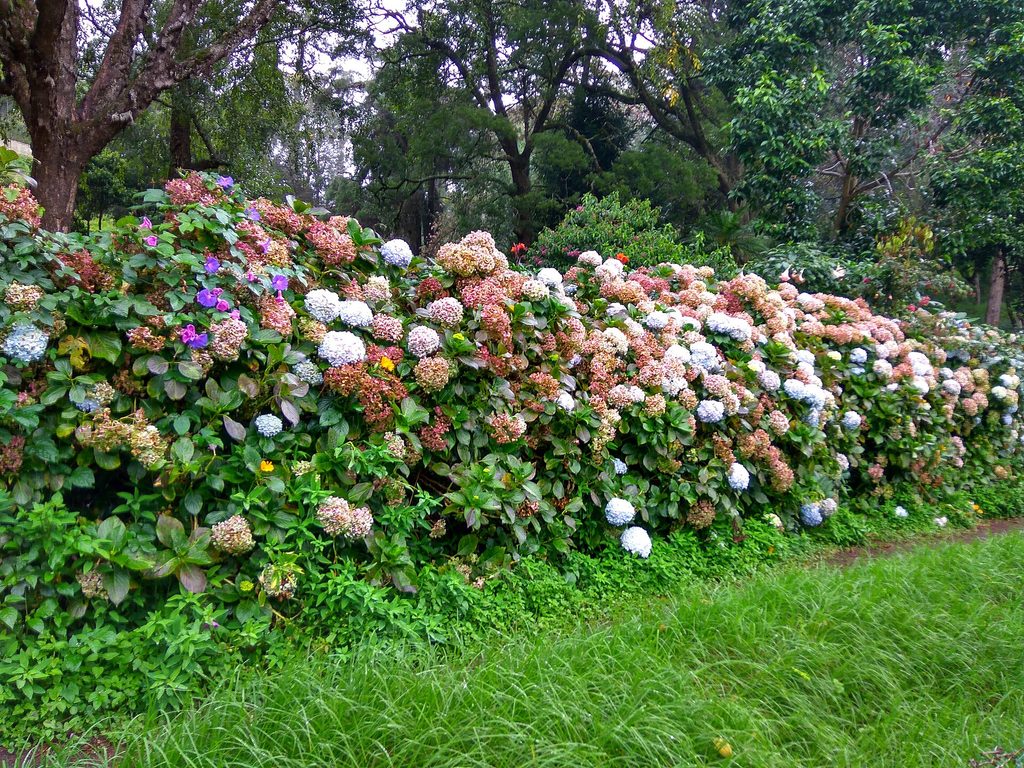 Flowers at Bryant Park