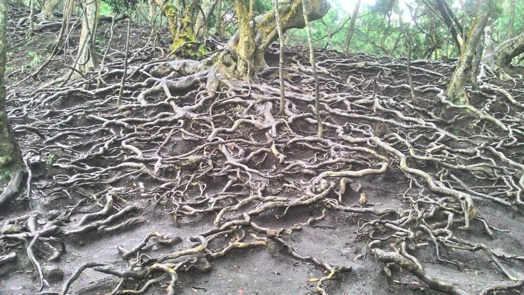 Tree roots near Guna Caves. 