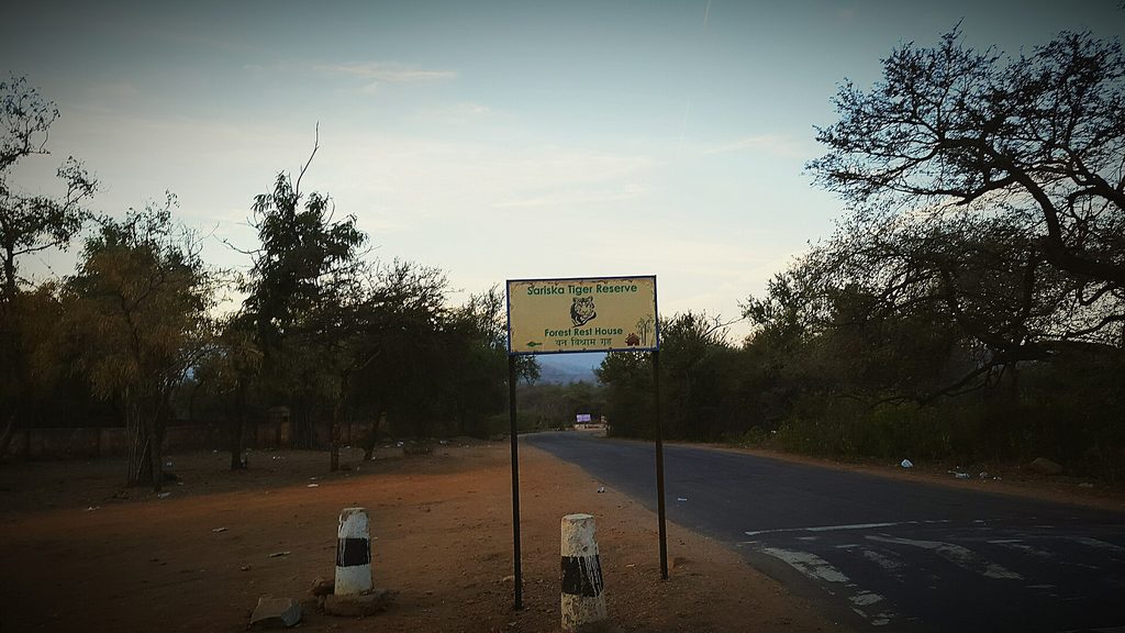 An early-morning road view at Sariska