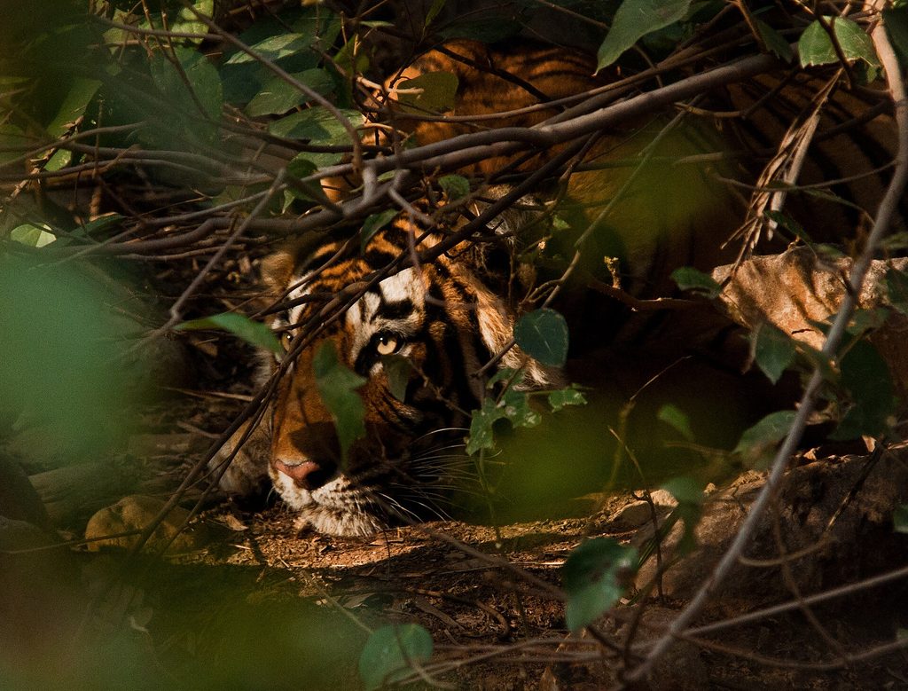 A Bengal tiger photographed in Sariska Tiger Reserve