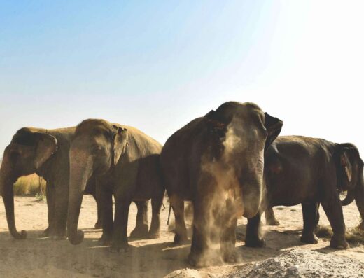 Meet Jaipur’s Elephants