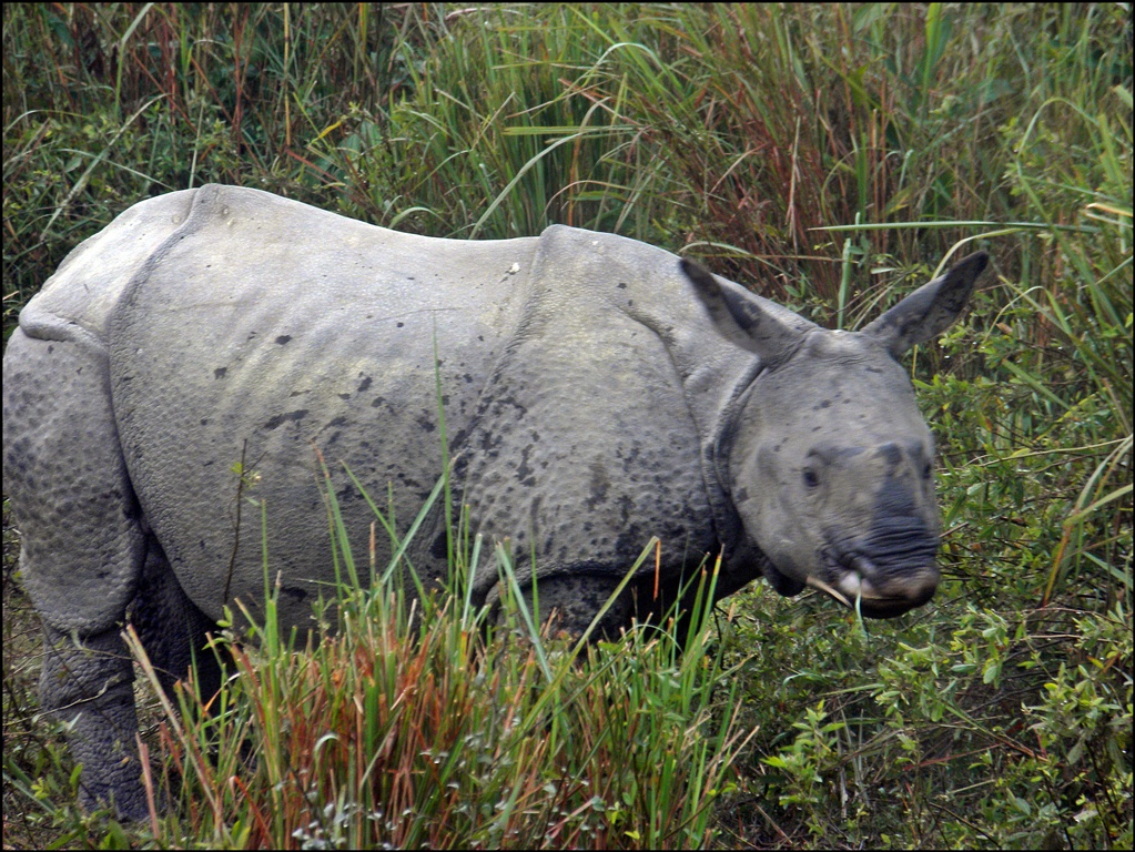 A safari is a chance to observe wildlife, with no guaranteed sightings.
